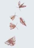 Clive Barker - Cunt Moths